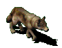A gif of a wolf walking