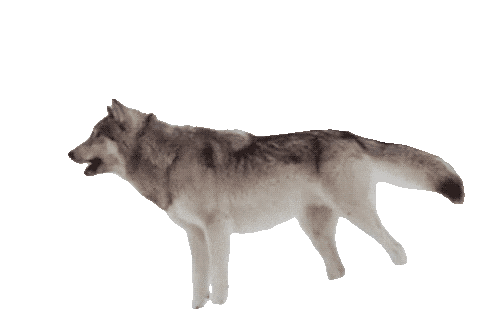 Wolf running gif