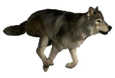 Wolf running gif